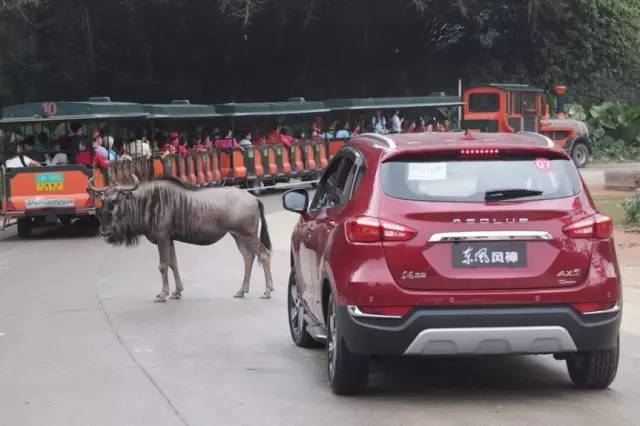 你先镇定一下,我们要在野生动物园里开车了