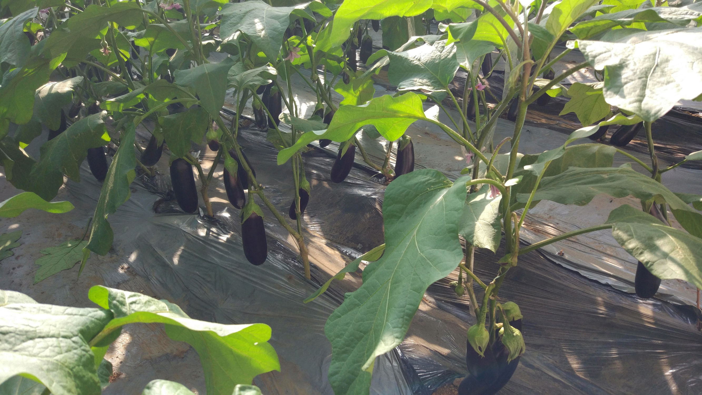 青州赤涧村数字乡村建设心得体会,青州弥河赤涧村