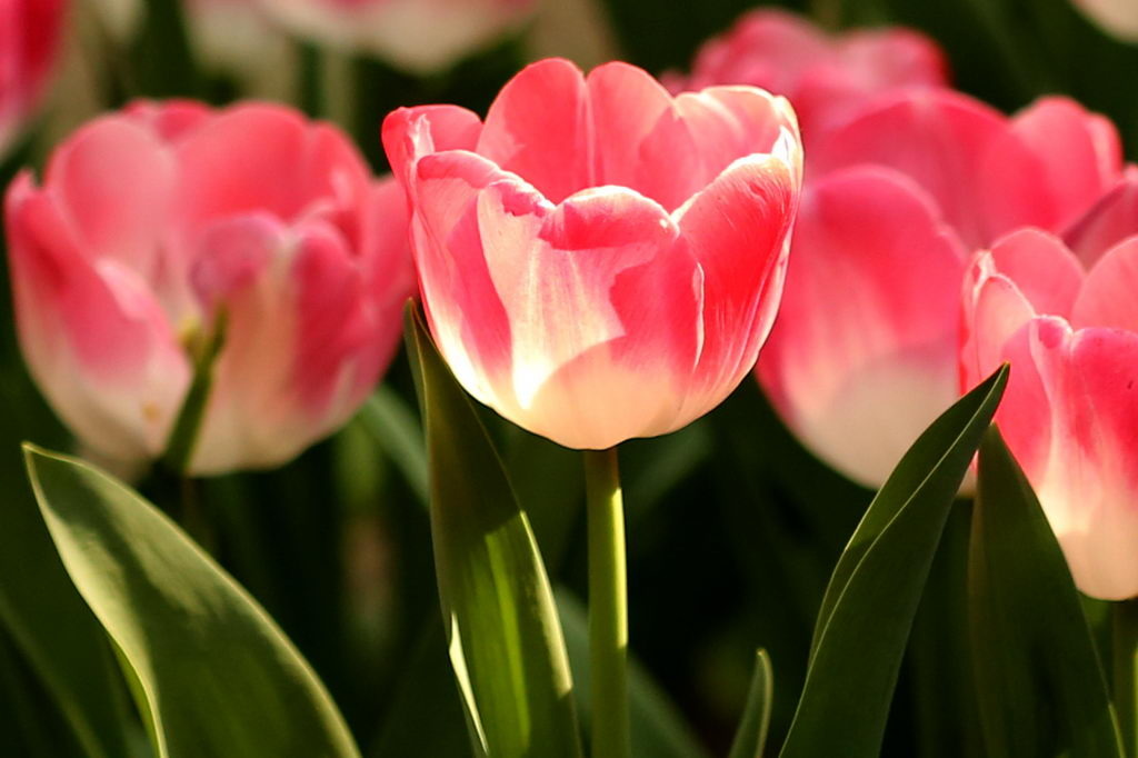 闃冲厜涓嬩簲棰滃叚鑹查儊閲戦鍥剧墖澶у叏,鏂囪壓娓呮柊鐨勯儊閲戦鍥剧墖澶у叏