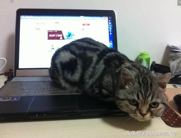 猫猫脾气不好怎么改善,猫猫脾气不好怎么办