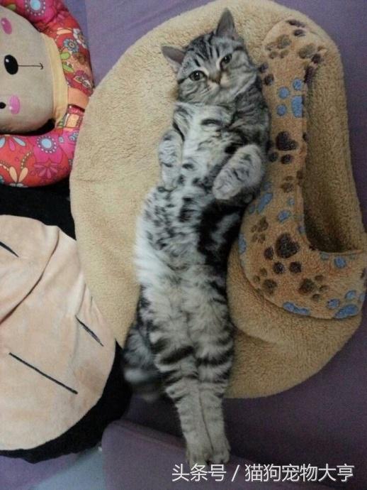 猫猫脾气不好怎么改善,猫猫脾气不好怎么办