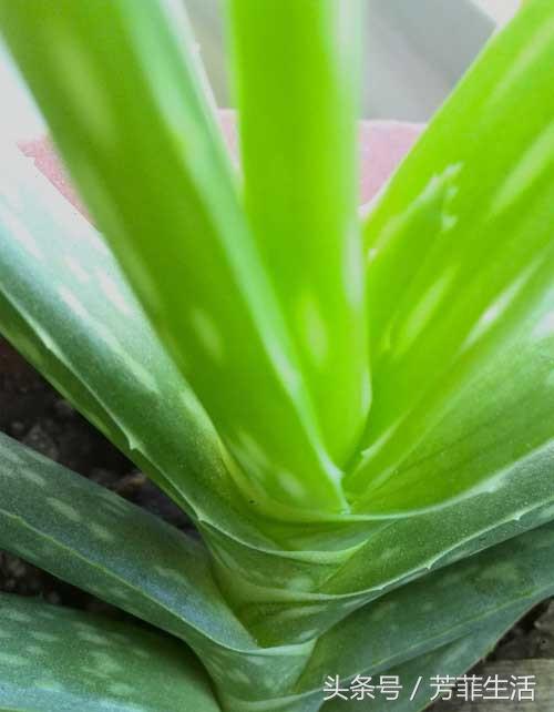 冬天皮肤干燥,种盆芦荟滋润下!