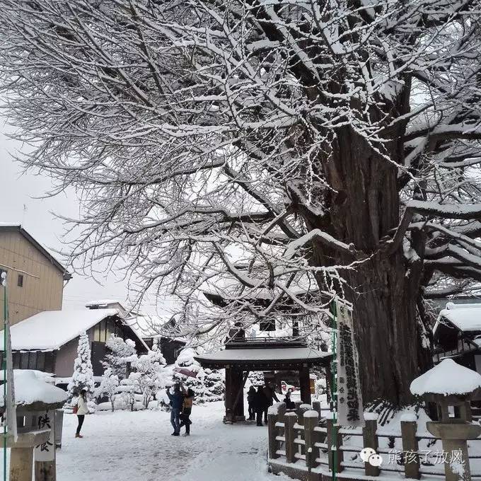 这个冬天我们一起去日本看雪,去日本看雪景哪个地方好