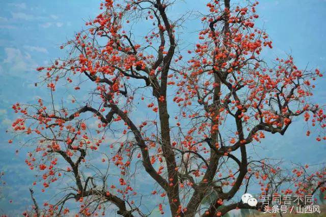 柿子冷落寒风里——稷山游子在深情回望