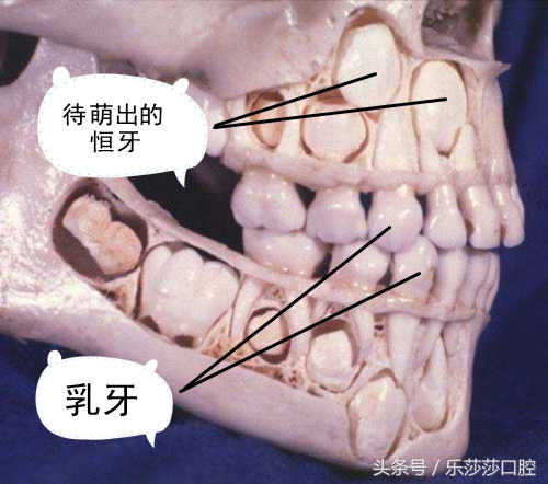 牙医能辨别出换过没换过的牙齿吗,牙医见过最好的牙齿是怎么样的