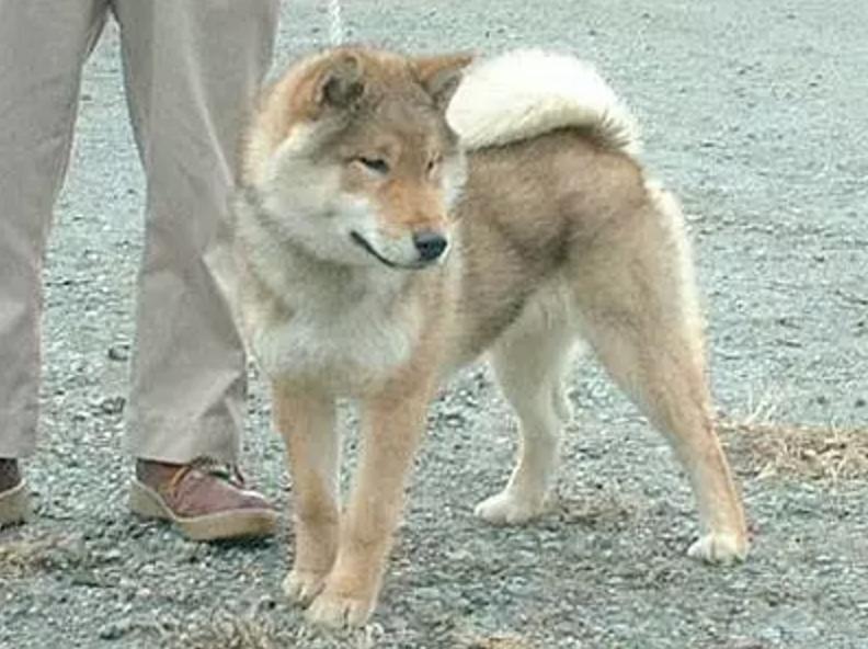 “中国土狗”比“日本土狗”差在哪里？