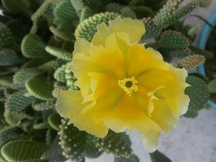 养花改善磁场,养花驱小虫神器