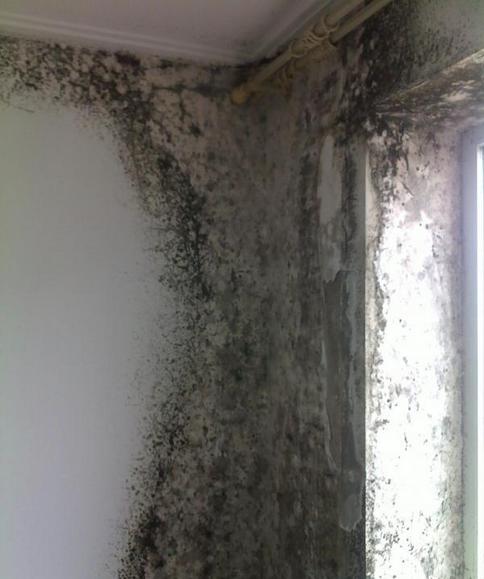 墙上的霉菌斑有危害吗,墙上的霉菌怎么彻底消除