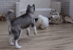 萨摩撒娇小可爱,萨摩给主人撒娇视频