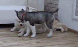 萨摩撒娇小可爱,萨摩给主人撒娇视频