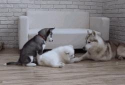 萨摩撒娇小可爱,萨摩给主人撒娇视频