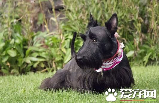 苏格兰梗简介,苏格兰梗和刚毛猎狐梗