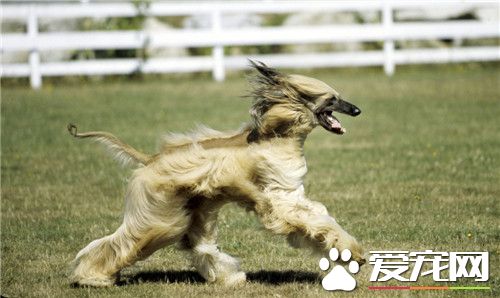 阿富汗猎犬属于阿富汗国宝么,阿富汗猎犬为什么像阿富汗人