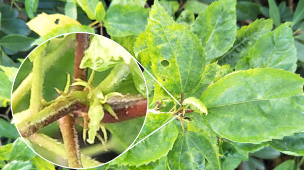 拍照体验好的手机,opporeno7pro拍照评测