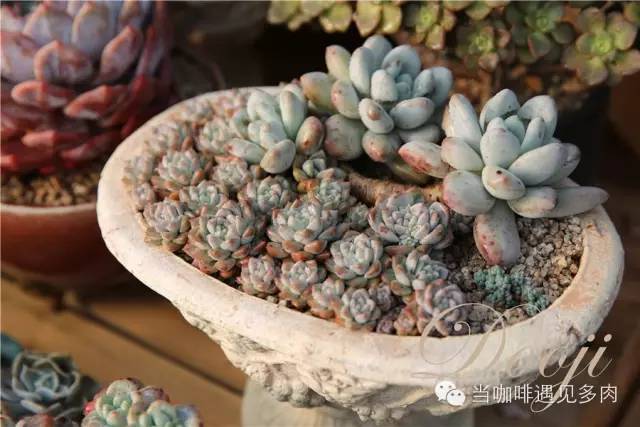 老桩大群多肉,大盆群生老桩图片大全