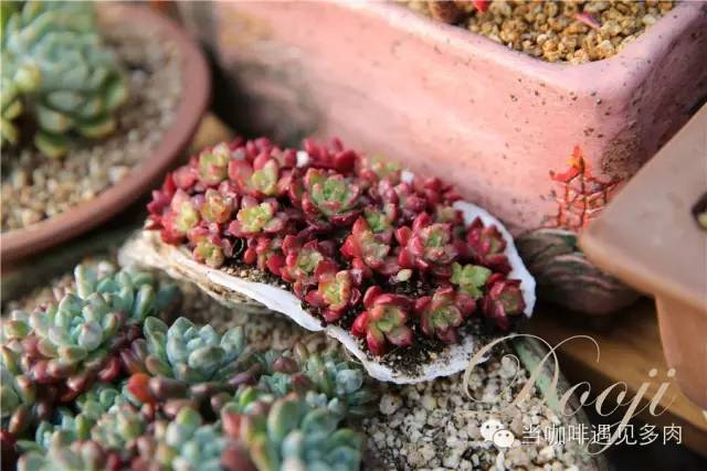 老桩大群多肉,大盆群生老桩图片大全