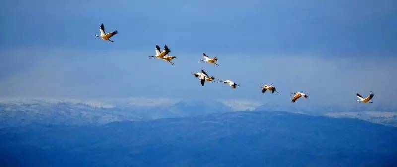 荐读｜袁玮冰：天鹅（小说）