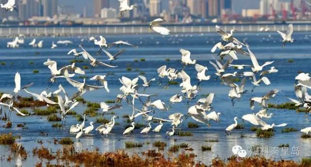 秦皇岛观鸟最有名的鸟,秦皇岛有哪些鸟