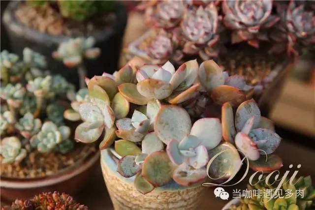 老桩大群多肉,大盆群生老桩图片大全