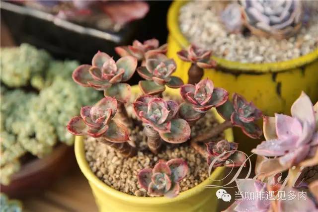 老桩大群多肉,大盆群生老桩图片大全