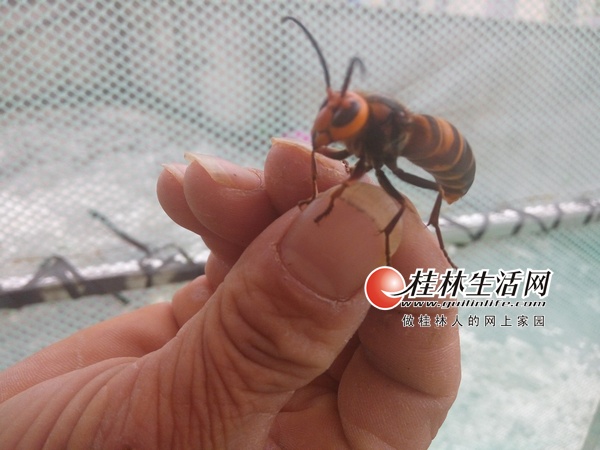 大虎头蜂养殖基地,灌阳养蜂人