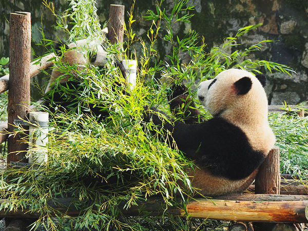 奥林巴斯e-pl8可以自拍吗,奥林巴斯epl8拍的照片