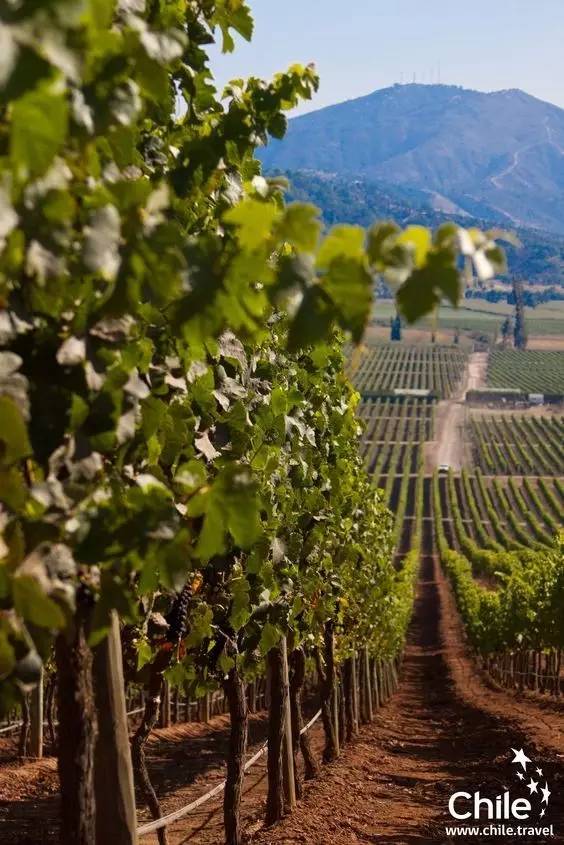 如何挑选一款适合自己的口粮酒 (南美酒怎么挑)