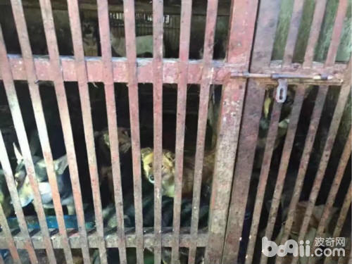 土狗丢弃在菜市场能存活几天,宠物市场救流浪狗