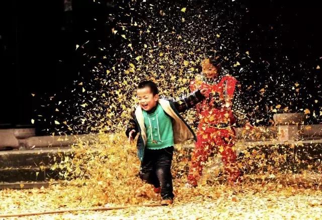 成都最萌的“银杏宝宝”在哪里？快来拿金色大礼！