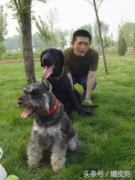 大狗黑色黄色,大狗黑灰色