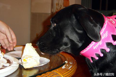 大狗黑色黄色,大狗黑灰色