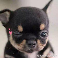 养狗选择什么狗狗好,想养狗不想遛