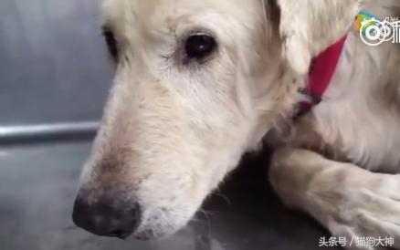 可怜狗狗被救活,可怜的狗狗死了