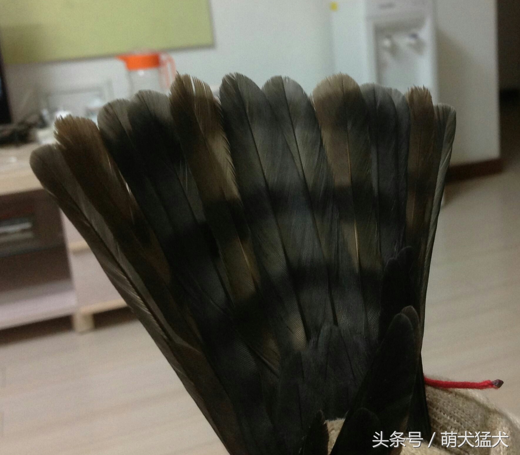 爱好者整理中国猛禽鹰属之松雀鹰（连载一）