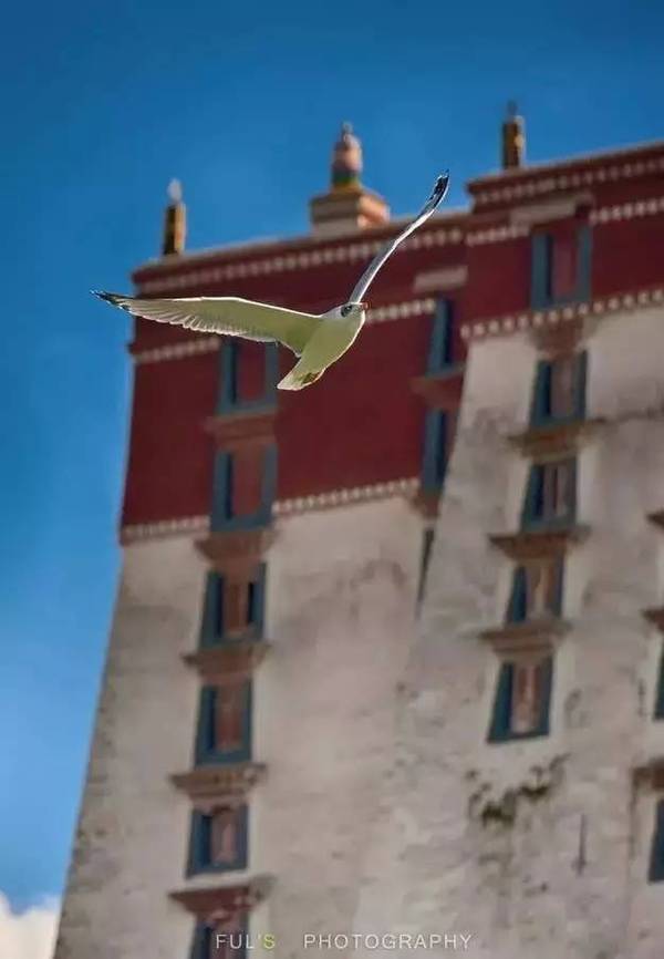 为什么*藏西**总是不包邮？