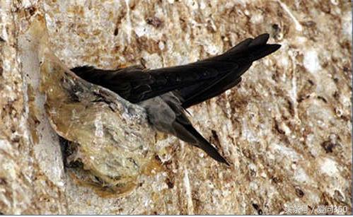 怎么辨别燕窝的功效和作用,燕窝的功效与作用燕窝的吃法