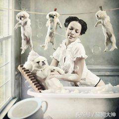 给狗狗洗澡的方法既简单又干净,超全狗狗洗澡流程分享