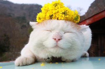 猫咪尿不出来！主人急坏了