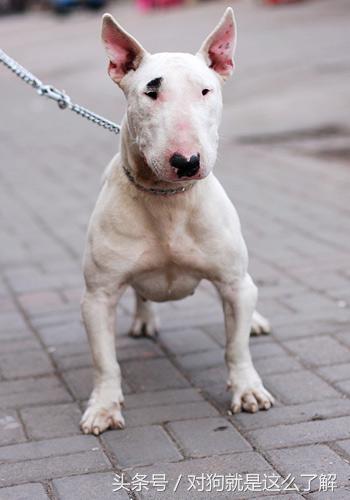 牛头梗养殖方法,牛头梗怎么养才能开花