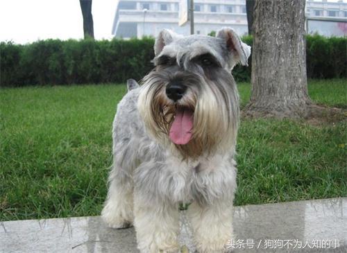 雪纳瑞吐稀怎么办,雪纳瑞吐黄水怎么回事