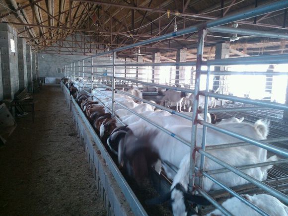 羊沙门氏菌症状图片,羊布鲁氏菌病防控技术规范