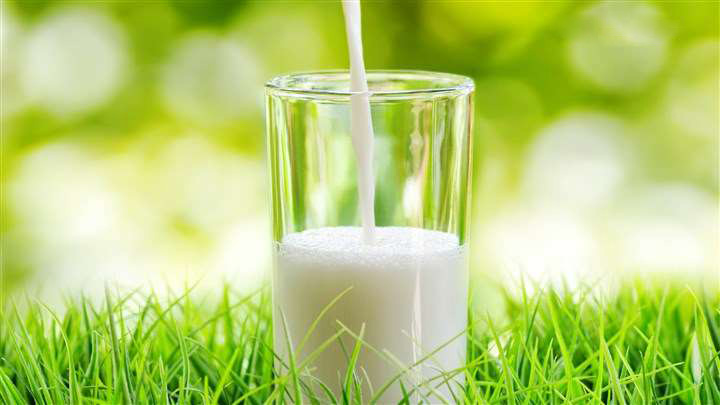 泰迪狗哪些食物不能吃,泰迪狗不可以吃的食物