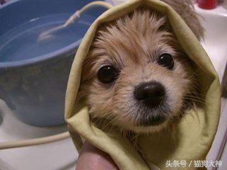给狗狗洗澡的方法既简单又干净,超全狗狗洗澡流程分享