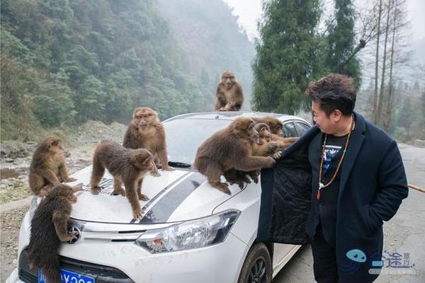 戏猴、爬山、观瀑布，那就跟我去卧龙谷！