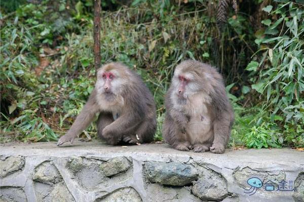 戏猴、爬山、观瀑布，那就跟我去卧龙谷！