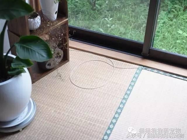 教你如何抓住小偷,教你如何抓住快速上涨的股票