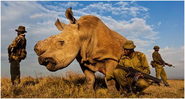 犀牛角的价钱比远东*卡因可**的卖价还高