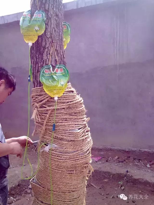 别人扔掉的针管，我拿来养花，特别好用