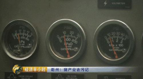 80后养猪致富经,养猪致富案例视频