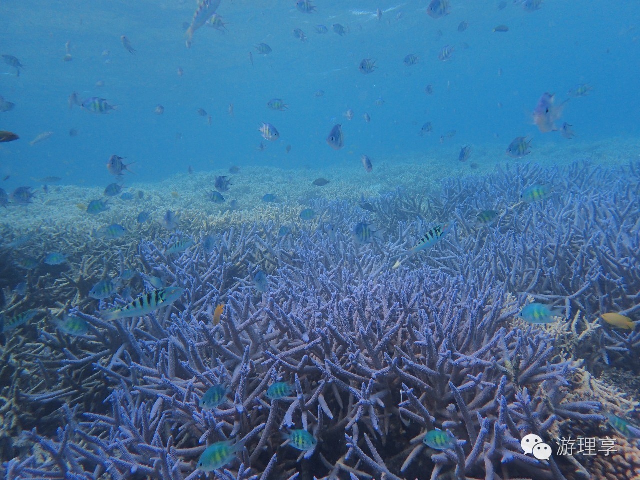 美丽的海岛帕劳风景,帕劳旅游攻略海岛